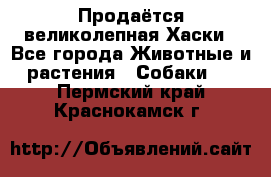 Продаётся великолепная Хаски - Все города Животные и растения » Собаки   . Пермский край,Краснокамск г.